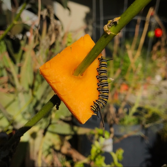 Meet your Posher, Ioana - Picture 1 of 1